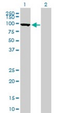 Monoclonal Anti-MFN1 antibody produced in mouse clone 3C9, purified immunoglobulin, buffered aqueous solution