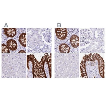 Anti-LGALS4 antibody produced in rabbit Prestige Antibodies&#174; Powered by Atlas Antibodies, affinity isolated antibody, buffered aqueous glycerol solution