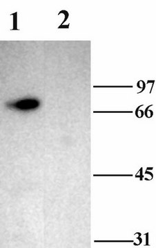 Anti-Acid Sensitive Ion Channel 2 Antibody, neuronal Chemicon&#174;, from rabbit