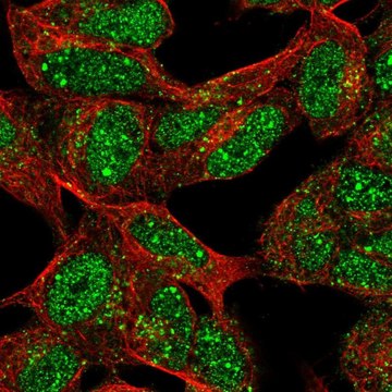 Anti-XRCC2 antibody produced in rabbit Prestige Antibodies&#174; Powered by Atlas Antibodies, affinity isolated antibody