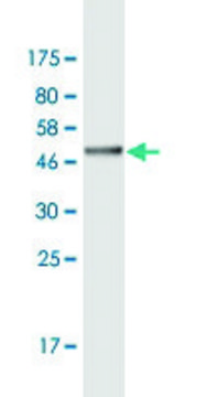 Monoclonal Anti-ASH1L antibody produced in mouse clone 4G12, purified immunoglobulin