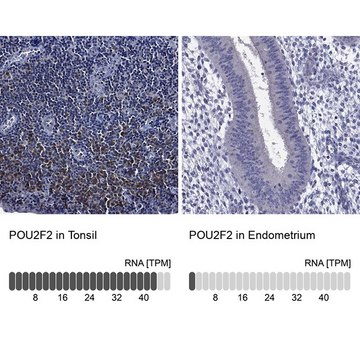 Anti-POU2F2 antibody produced in rabbit Prestige Antibodies® Powered by Atlas Antibodies, affinity isolated antibody, buffered aqueous glycerol solution