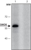 Anti-SMOX (151-165) antibody produced in rabbit IgG fraction of antiserum