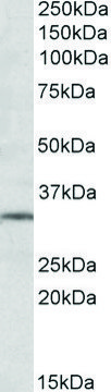 Anti-GRM2 antibody produced in goat affinity isolated antibody, buffered aqueous solution