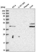 Anti-RHBG antibody produced in rabbit Prestige Antibodies® Powered by Atlas Antibodies, affinity isolated antibody