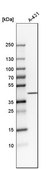 Anti-NDFIP2 antibody produced in rabbit Prestige Antibodies® Powered by Atlas Antibodies, affinity isolated antibody, buffered aqueous glycerol solution