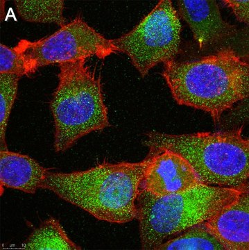 Anti-TMEM206 Antibody, clone 2H13 ZooMAb&#174; Rabbit Monoclonal recombinant, expressed in HEK 293 cells