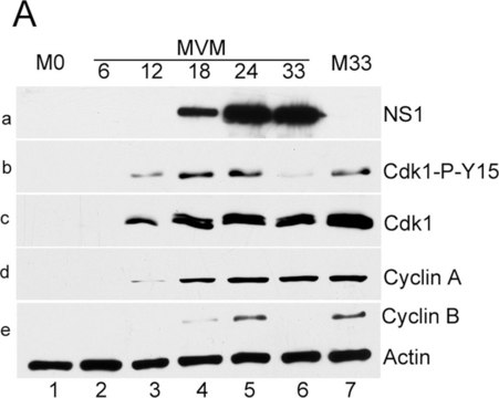 Anti-Cyclin A Antibody Upstate&#174;, from rabbit