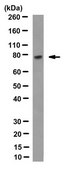Anti-Glycoprotein 78 Antibody, clone 3F3A clone 3F3A, from rat