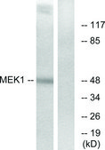 Anti-MEK1 antibody produced in rabbit affinity isolated antibody