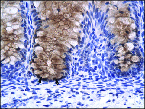 Anti-ANXA1 antibody produced in rabbit IgG fraction of antiserum