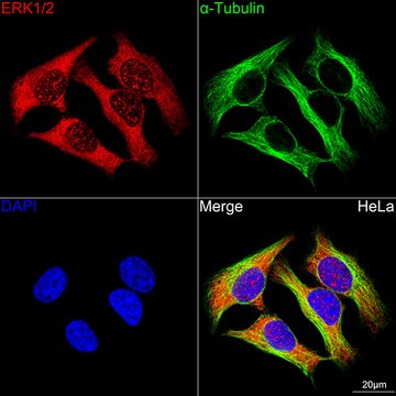 Anti-ERK1/2 Antibody, clone 2Z8O1, Rabbit Monoclonal