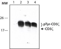Anti-phospho-CD3ζ (pTyr142) antibody produced in rabbit ~1.0 mg/mL, affinity isolated antibody