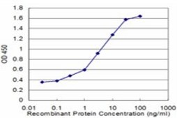 Monoclonal Anti-DBN1 antibody produced in mouse clone 2E11, purified immunoglobulin, buffered aqueous solution