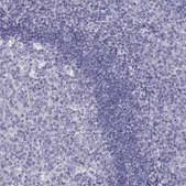Anti-PCSK1N antibody produced in rabbit Prestige Antibodies® Powered by Atlas Antibodies, affinity isolated antibody, buffered aqueous glycerol solution