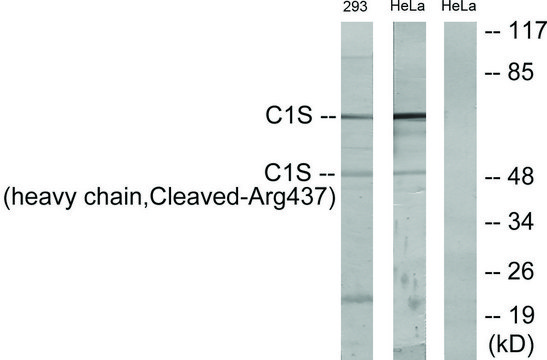 Anti-C1S (heavy chain, Cleaved-Arg437) antibody produced in rabbit affinity isolated antibody