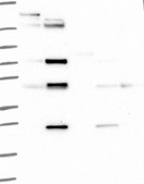 Anti-CD84 antibody produced in rabbit Prestige Antibodies® Powered by Atlas Antibodies, affinity isolated antibody, buffered aqueous glycerol solution