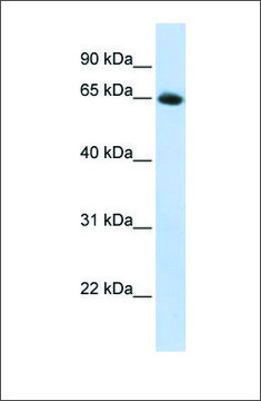 Anti-SLC2A4 antibody produced in rabbit affinity isolated antibody