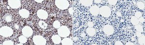 Anti-CD11b Antibody, clone 2K14 ZooMAb® Rabbit Monoclonal recombinant, expressed in HEK 293 cells