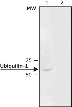 Anti-Ubiquilin 兔抗 ~0.5&#160;mg/mL, affinity isolated antibody, buffered aqueous solution