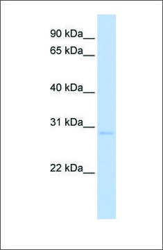 Anti-NR0B2 (ab1) antibody produced in rabbit affinity isolated antibody