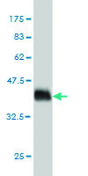 Monoclonal Anti-PDE3A antibody produced in mouse clone 5C12, purified immunoglobulin, buffered aqueous solution