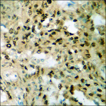 Anti-phospho-S6 Ribosomal Protein (pSer235) antibody produced in rabbit affinity isolated antibody