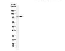 Anti-STRN3 from rabbit