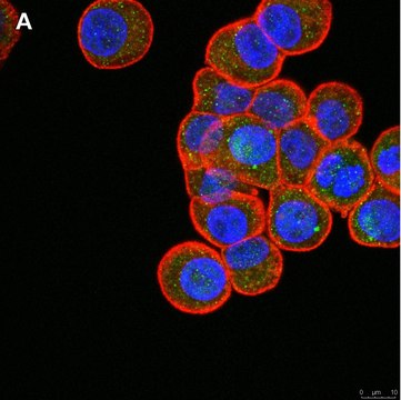 Anti-ULBP-4/RAET1E Antibody, clone 6C10 ZooMAb&#174; Rabbit Monoclonal recombinant, expressed in HEK 293 cells