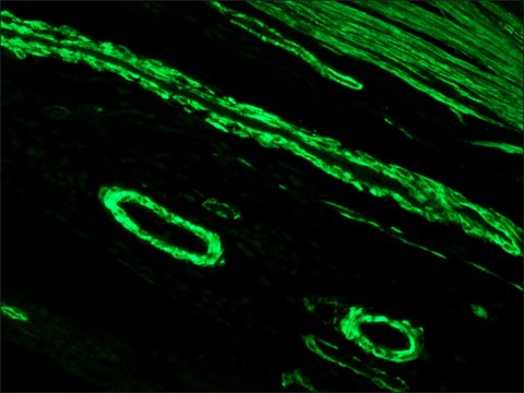 Anti-Mouse IgG (Fab specific)&#8722;FITC antibody produced in goat affinity isolated antibody, buffered aqueous solution