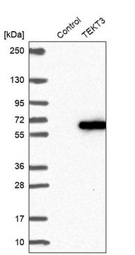 Anti-TEKT3 antibody produced in rabbit Prestige Antibodies&#174; Powered by Atlas Antibodies, affinity isolated antibody, buffered aqueous glycerol solution