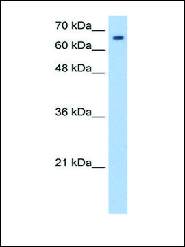 Anti-SYVN1 (AB2) antibody produced in rabbit IgG fraction of antiserum