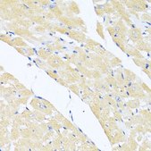 Anti-EIF2S1 antibody produced in rabbit