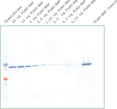 ProteoQwest&#8482; Colorimetric Western Blotting Kit, TMB Substrate for Mouse Monoclonal IgG Antibodies