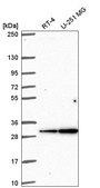 Anti-GJB4 antibody produced in rabbit Prestige Antibodies® Powered by Atlas Antibodies, affinity isolated antibody