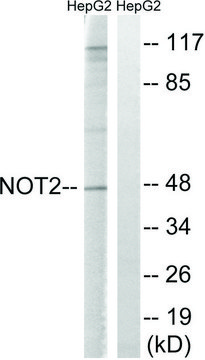 Anti-CNOT2 antibody produced in rabbit affinity isolated antibody