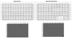 Anti-dimethyl-Histone H3 (Lys4) Antibody, clone AW30, Trial Size culture supernatant, clone AW30, Upstate®