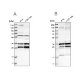 Anti-C9orf78 antibody produced in rabbit Prestige Antibodies® Powered by Atlas Antibodies, affinity isolated antibody, buffered aqueous glycerol solution, Ab1