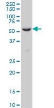 Monoclonal Anti-FOXC2, (C-terminal) antibody produced in mouse clone 4B3, purified immunoglobulin, buffered aqueous solution