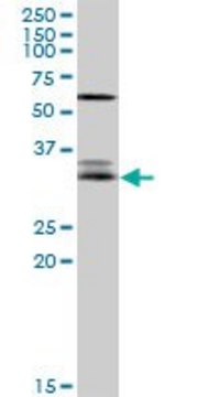 Anti-EFNA3 antibody produced in rabbit purified immunoglobulin, buffered aqueous solution