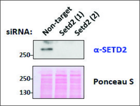 Anti-SETD2 antibody produced in goat affinity isolated antibody, buffered aqueous solution