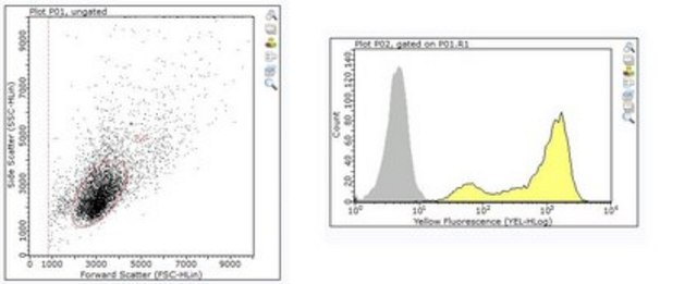 Anti-Rabies Virus Antibody, clone 1112-1 clone 1112-1, from mouse