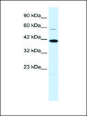 Anti-KCNK13 (AB1) antibody produced in rabbit affinity isolated antibody