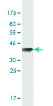 Monoclonal Anti-OSBPL7 antibody produced in mouse clone 3D11, purified immunoglobulin, buffered aqueous solution