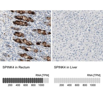 Anti-SPINK4 antibody produced in rabbit Prestige Antibodies&#174; Powered by Atlas Antibodies, affinity isolated antibody, buffered aqueous glycerol solution