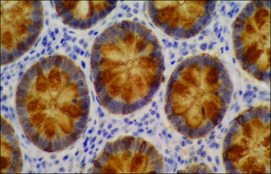 Monoclonal Anti-Blood Group Lewis a antibody produced in mouse clone 7LE, purified immunoglobulin, buffered aqueous solution