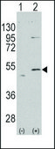 Anti-ERAS (N-term) (A28) antibody produced in rabbit saturated ammonium sulfate (SAS) precipitated, buffered aqueous solution