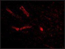 Anti-Syntaphilin (ab2) antibody produced in rabbit affinity isolated antibody, buffered aqueous solution