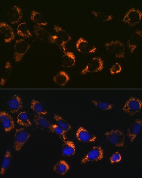 Anti-Citrate synthetase Antibody, clone 4Z10Z8, Rabbit Monoclonal