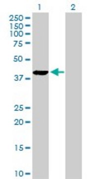 Anti-PLA2G4B antibody produced in rabbit purified immunoglobulin, buffered aqueous solution